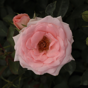 Łososiowy - róża wielkokwiatowa - Hybrid Tea